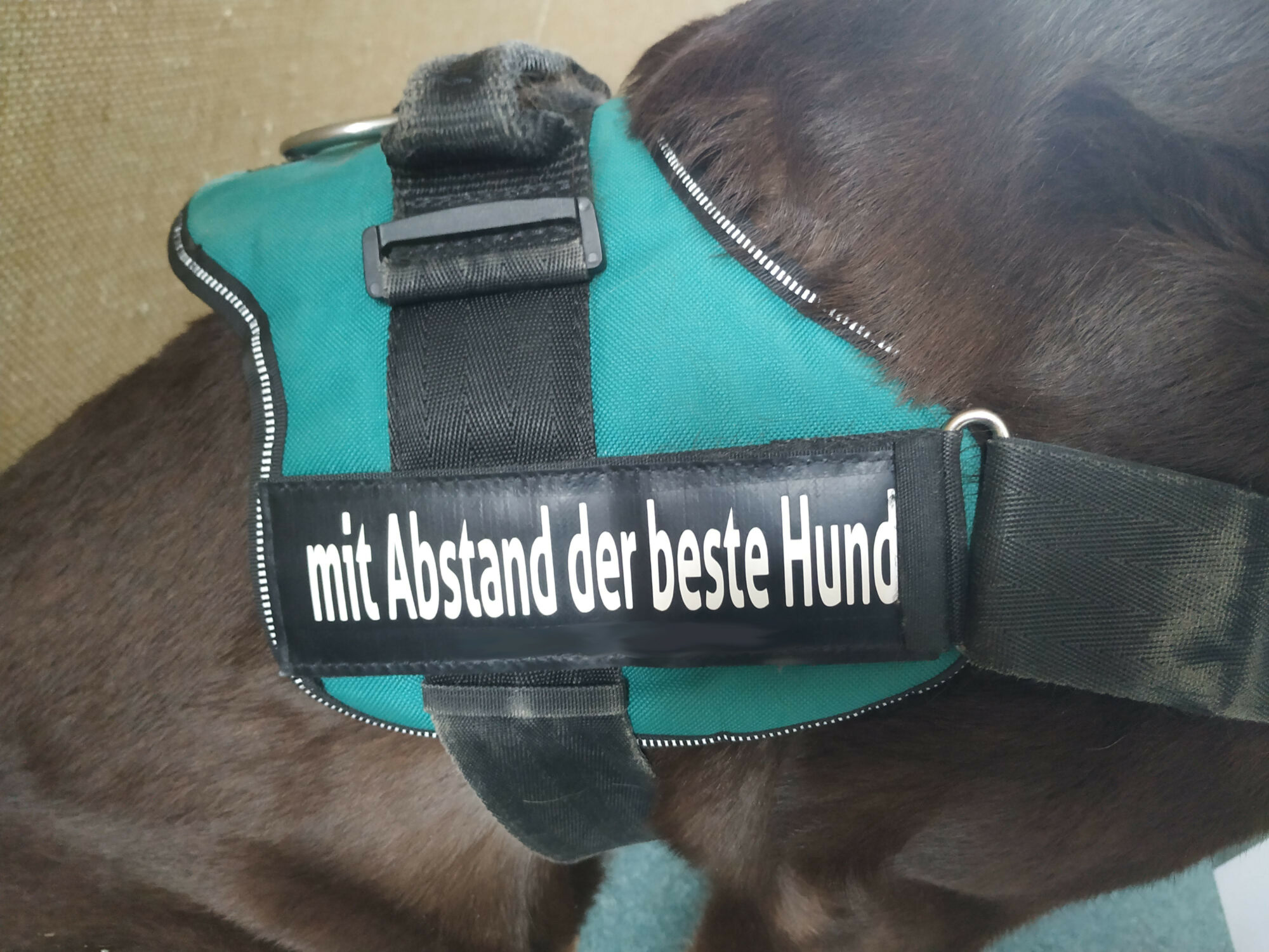 Mit Abstand der beste Hund!